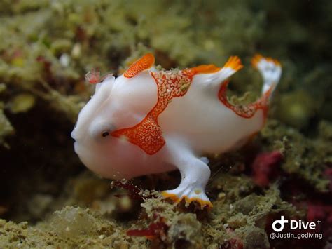 五腳虎飼養|好想知娃娃魚（五腳虎）要點養？